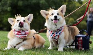 Reality show i genetyczne repliki corgi. Najbardziej absurdalny pomysł w historii Windsorów?