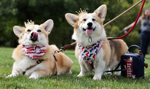 Skolonowany pies za 370 tys. zł? Tak, bo chodzi o corgi królowej Elżbierty II