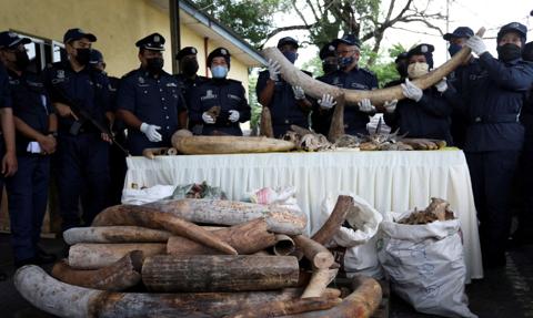 Malezyjska policja skonfiskowała m.in. ciosy słoni i rogi nosorożców o wartości ok. 18 mln dol.