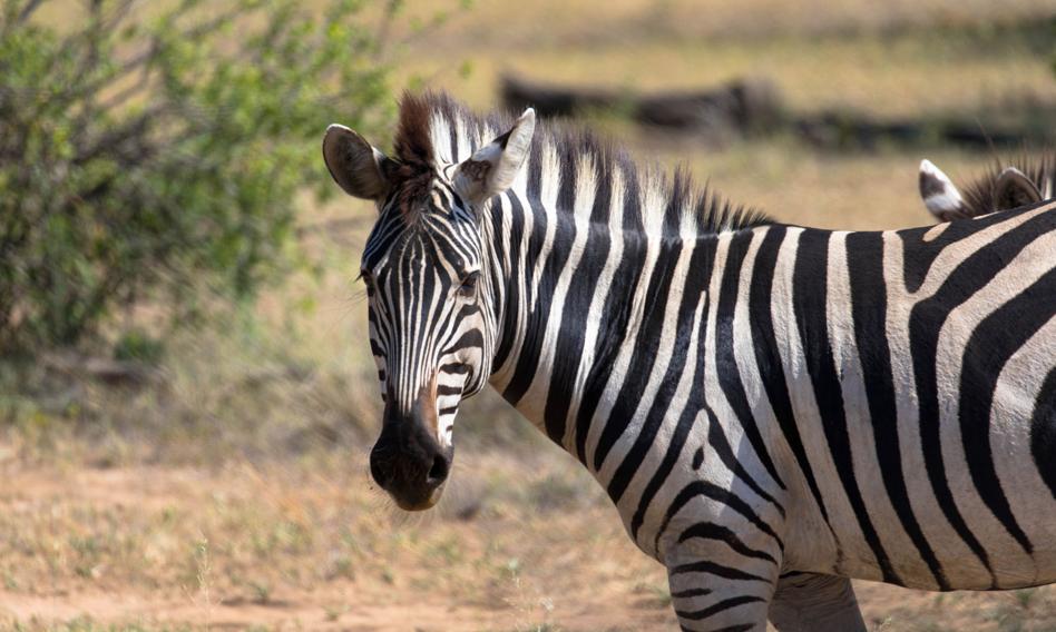 Rząd Namibii wysyła głodującym paczki z mięsem hipopotamów i zebr