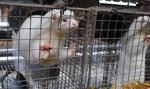 Senacka komisja rolnictwa zajęła się nowelą ustawy o ochronie zwierząt; będą poprawki