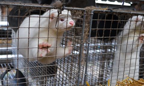 Tracz: Projekt zakazu hodowli zwierząt na futra może trafić do Sejmu do końca listopada