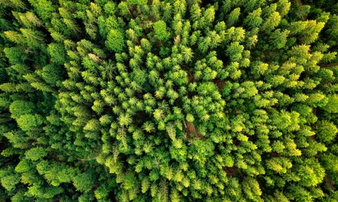 Wiceszef MKiŚ: Objęcie 20 proc. lasów ochroną to kwestia miesięcy, a nie lat