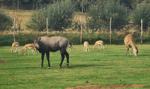 Wstrząsające ustalenia w ZOO Łączna. Znaleziono zakopane kości, pięć osób z zarzutami