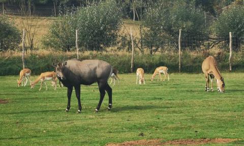 Wstrząsające ustalenia w ZOO Łączna. Znaleziono zakopane kości, pięć osób z zarzutami