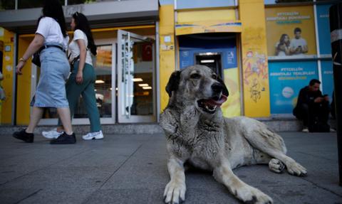 Turcja uśpi miliony bezpańskich psów