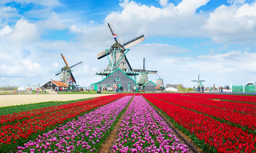 Narodowym kwiatem Holandii nie jest tulipan. Zaskakujący wybór
