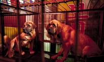 Protest producentów psiego mięsa. Grożą wypuszczeniem 2 mln psów na ulice