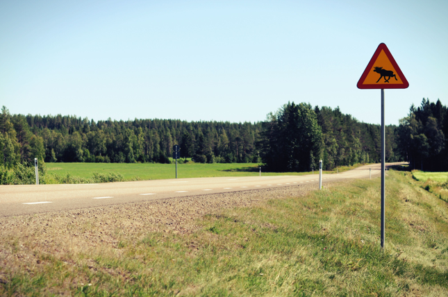 "Wyjeżdżaliśmy na zarośniętą drzewami północ Europy i spodziewaliśmy się, że nic więcej tutaj nie ma"