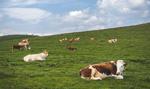 Dania walczy o klimat i wyda 74 mln dolarów na suplement, dzięki któremu krowy będą wydzielać mniej metanu