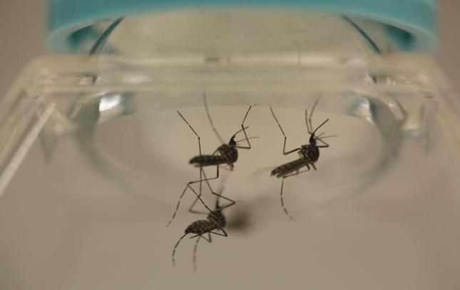 Wirusa Zika przenoszą komary Aedes, występujące w Ameryce Południowej i Centralnej, Azji Południowo-Wschodniej i na wyspach Pacyfiku