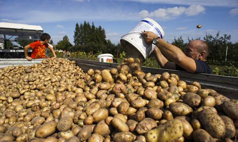 Trudna sytuacja na rynku zbóż. Wiceminister zachęca rolników do uprawy ziemniaków