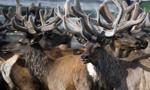71 tysięcy reniferów trafi do rzeźni. Nowe limity dla norweskich hodowców