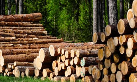 Lasy Państwowe ścinają ceny za drewno. Wiele sortymentów potaniało