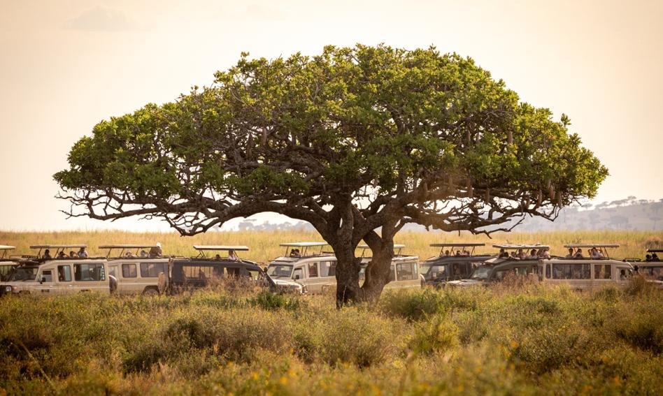 Tanzania wprowadziła podatek od turystów wysiadających z samolotów. Tyle muszą zapłacić