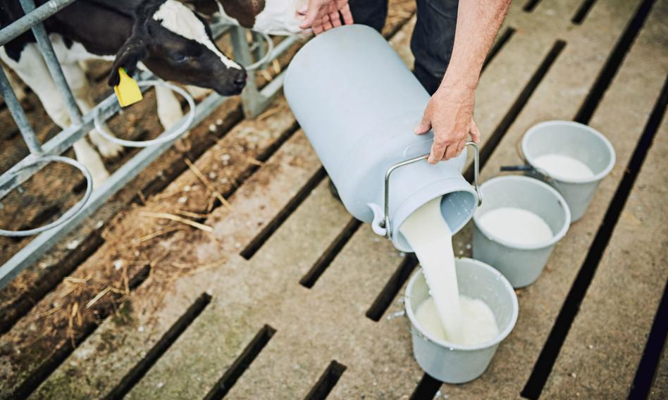 Zamiast wylewać, rozdają mieszkańcom. Nietypowy mleczny protest w Serbii