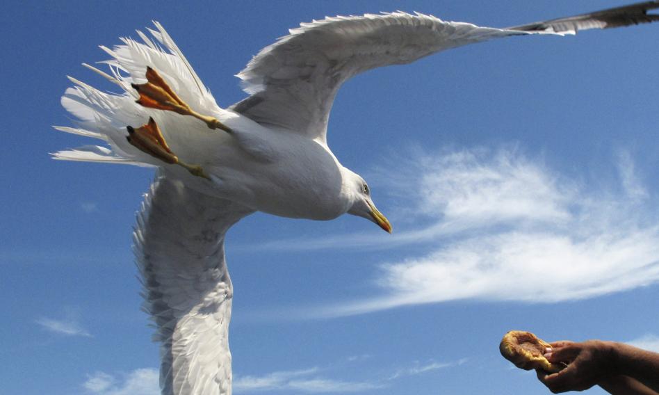 Eycore i Creotech Instruments współpracują przy projekcie "Seagull"