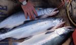 WWF: Europejczycy skazani na import ryb