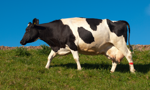 UOKiK nałożył ponad 150 tys. zł kary na firmę Farma Mleka. "Zamiast setek krów miała 11"