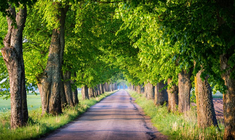 Ministerstwo Klimatu blokuje masową wycinkę tysięcy drzew na Warmii i Mazurach