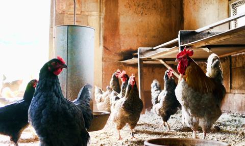 Czechy: czwarte w tym roku duże ognisko ptasiej grypy