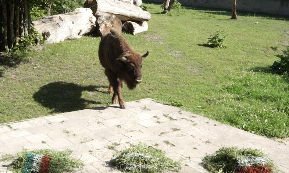 Kto wygra mecz Polska - Francja? Żubr Polon wytypował zwycięzcę