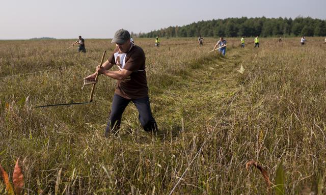 Sianokosy przed dywidendowymi żniwami. Nawet 4000 zł, żeby dostać 106 zł
