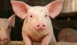 KSG Agro chce w tym roku zwiększyć pogłowie świń; liczy na dobre plony