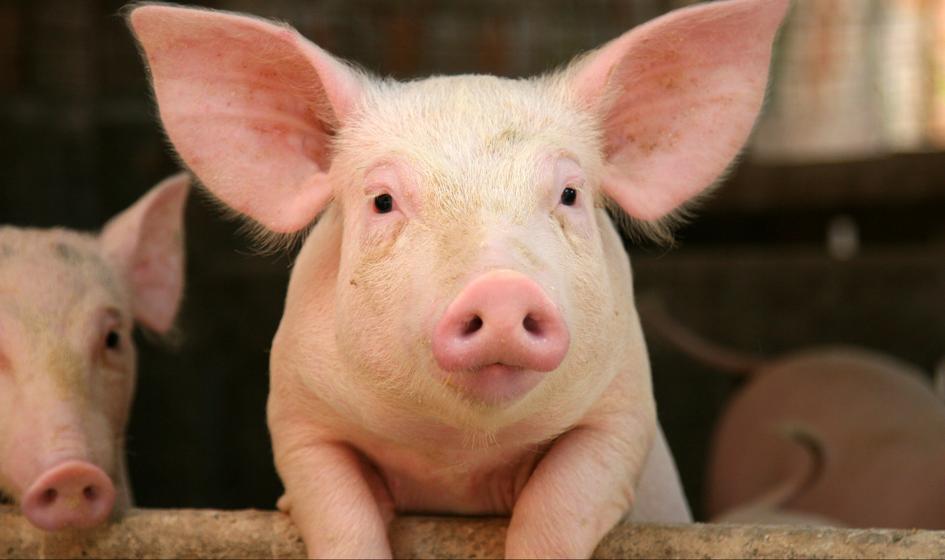 Bogucki: Rolnicy dostaną rekompensaty za sprzedaż świń poniżej ceny rynkowej