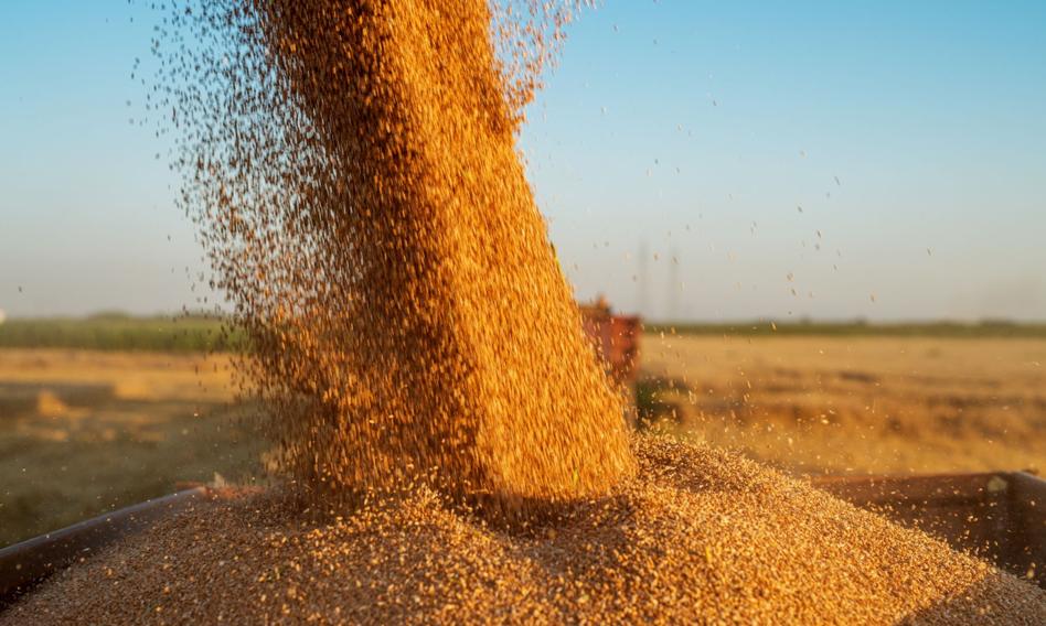 Tempo importu zbóż z Ukrainy do Polski wyraźnie słabnie