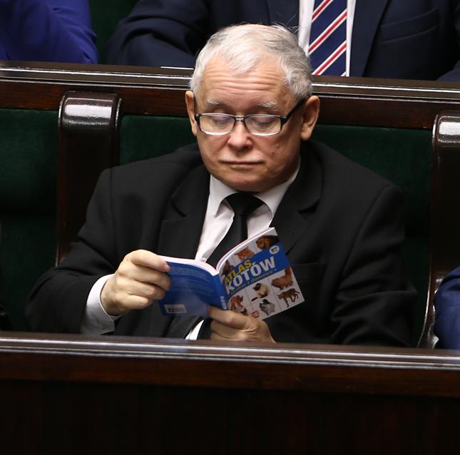 Jarosław Kaczyński zaczytany w "Atlasie kotów"