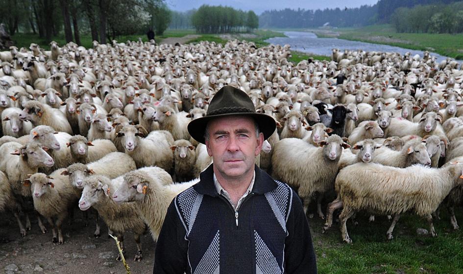 Związek Hodowców Owiec wycofał się ze sprzedaży jagniąt do Włoch. Jagnięcina znajduje odbiorców w kraju