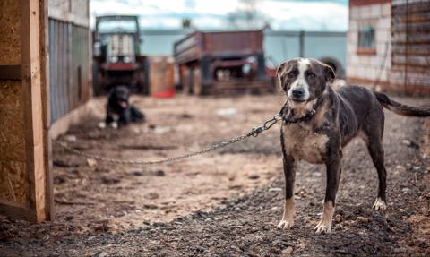 "Polska skansenem okrucieństwa"? Ostre starcie w Sejmie o los psów łańcuchowych
