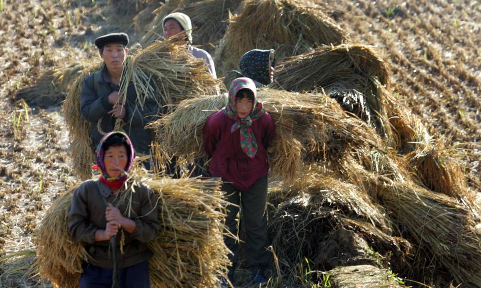 Niedobory żywności w Korei Północnej. Kim Dzong Un nakazuje "fundamentalną transformację" rolnictwa