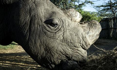 Korea Północna wykorzystuje dyplomatów do przemytu kości słoniowej i rogów nosorożca. Reżim zarabia na tym miliony dolarów