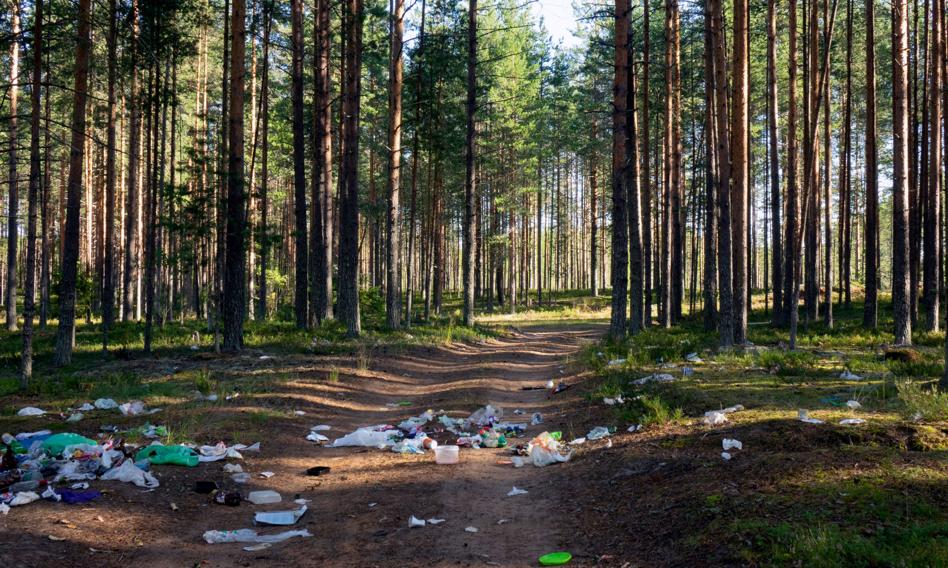 Polacy nadal śmiecą w lasach. Państwowa Straż Łowiecka też będzie mogła za to karać