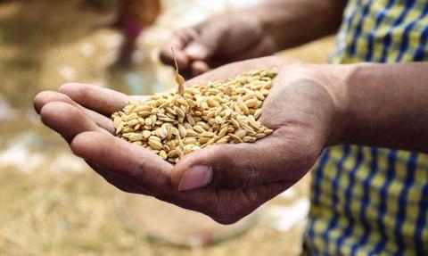 Ceny zbóż spadają w ślad za rynkami światowymi