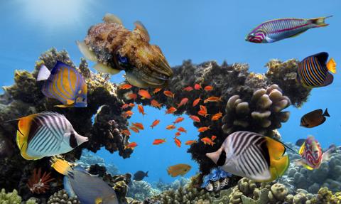 Australia wyda 700 milionów dolarów na ochronę Wielkiej Rafy Koralowej