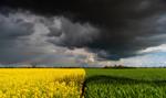  Polsce grozi deficyt rzepaku, trzeba odblokować import z Ukrainy