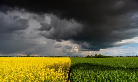  Polsce grozi deficyt rzepaku, trzeba odblokować import z Ukrainy