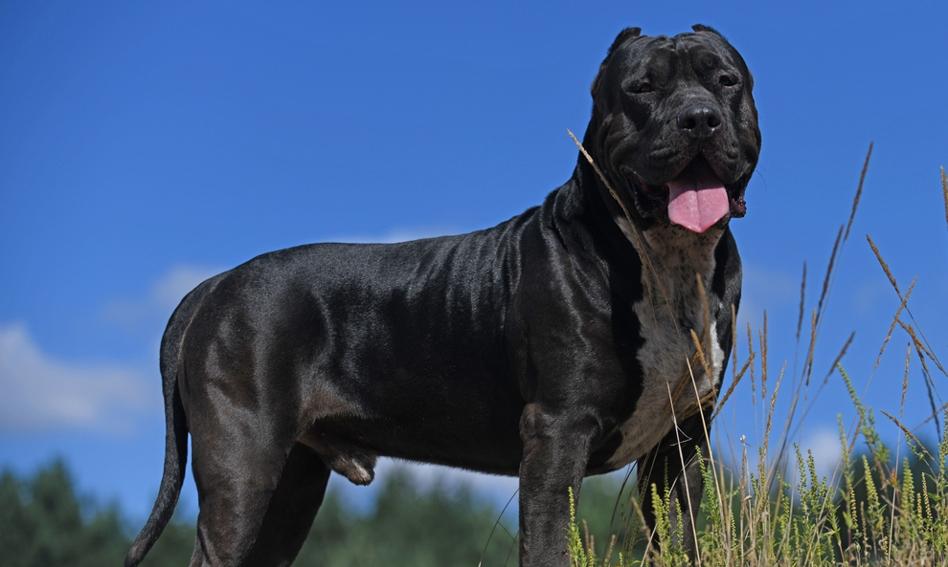 Szkocja idzie śladem Anglii i Walii. Też zakazuje psów rasy American XL Bully