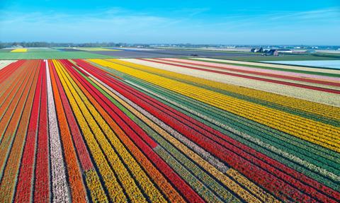 Kwiaty z Holandii w rosyjskich kwiaciarniach. „Eksporterzy nie mają oporów moralnych”
