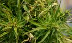 Legalizacja marihuany w Kanadzie obniżyła jej ceny