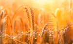 Ceny pszenicy na giełdzie rosną. Eksperci spodziewają się spadku zbiorów
