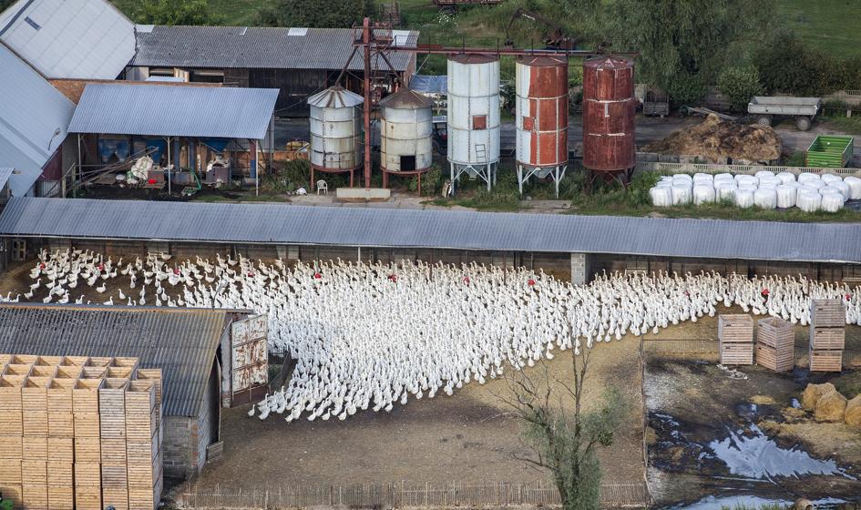 KOWR: Polska wiodącym producentem gęsiny w UE