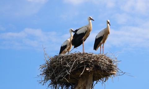 Trio z rekordami, KGHM blisko 300 zł. W oczekiwaniu na rekord WIG20