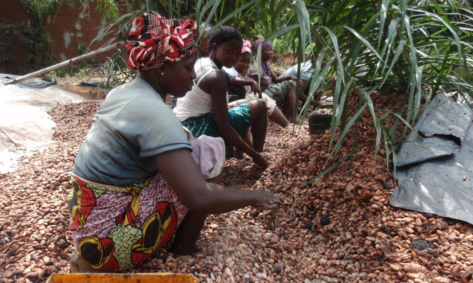Ceny kakao spadają. Perspektywy dobrych zbiorów, głównie w Ekwadorze