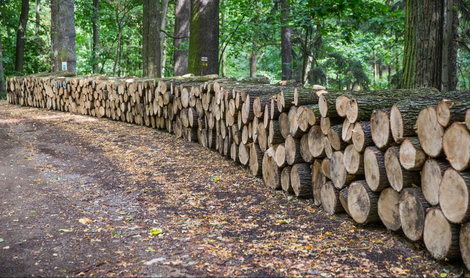 Sejm za czasową zmianą definicji drewna energetycznego