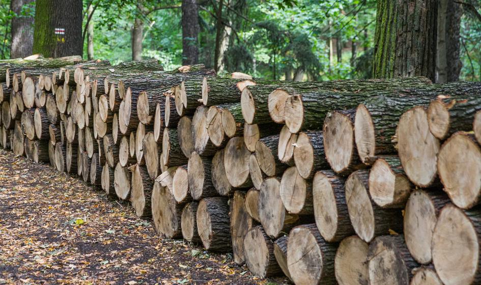 Lasy Państwowe chcą sprzedać blisko 40,2 mln m sześc. drewna w 2021 r.