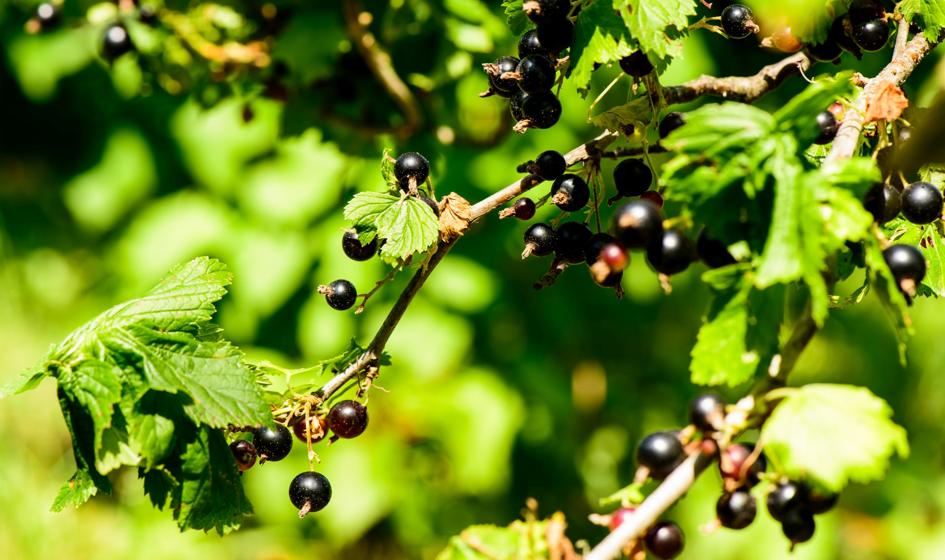Plantatorzy porzeczek zablokują drogę DK 19 w Kózkach
